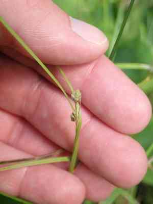 Swan's sedge(Carex swanii)