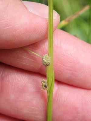 Swan's sedge(Carex swanii)