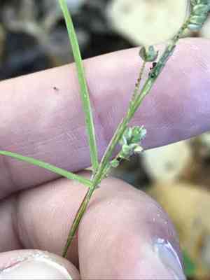 Swan's sedge(Carex swanii)