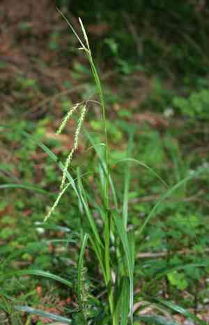 Wood sedge(Carex sylvatica)