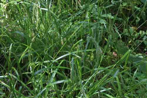 Wood sedge(Carex sylvatica)