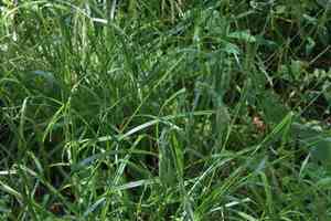Wood sedge(Carex sylvatica)
