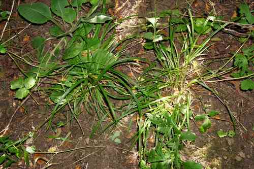 Wood sedge(Carex sylvatica)