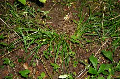 Wood sedge(Carex sylvatica)