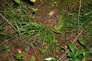 Wood sedge(Carex sylvatica)