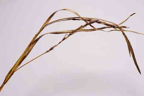 Wood sedge(Carex sylvatica)