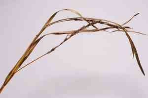 Wood sedge(Carex sylvatica)