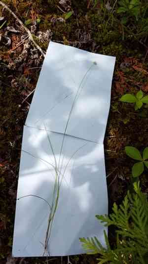 Sparseflower sedge(Carex tenuiflora)
