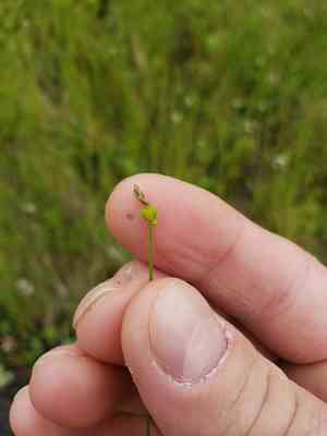 Sparseflower sedge(Carex tenuiflora)