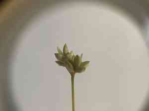 Sparseflower sedge(Carex tenuiflora)