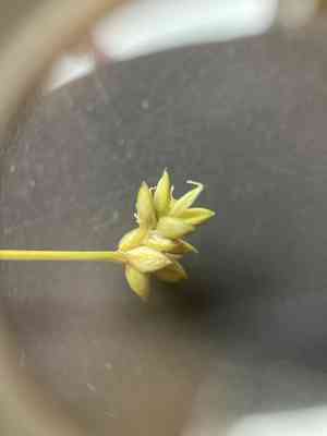 Sparseflower sedge(Carex tenuiflora)