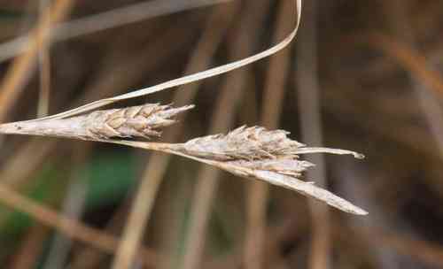Sedge(Carex testacea)