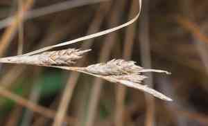 Sedge(Carex testacea)