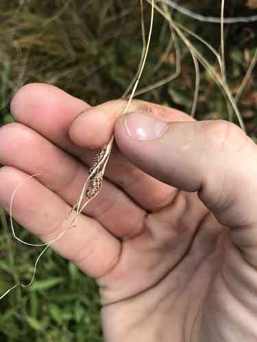 Sedge(Carex testacea)