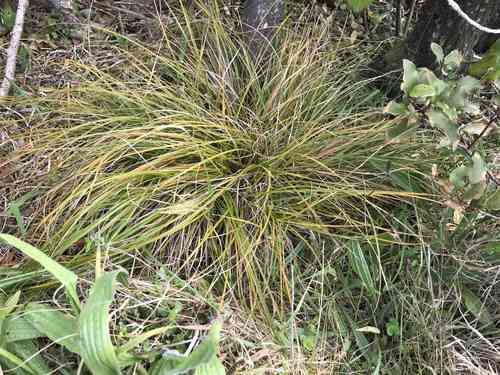 Sedge(Carex testacea)