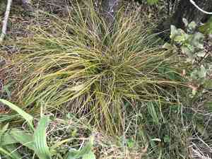 Sedge(Carex testacea)