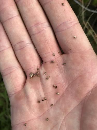 Sedge
