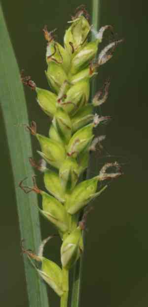 Rigid sedge(Carex tetanica)