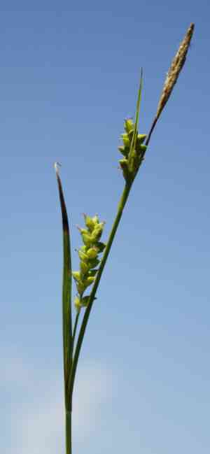 Rigid sedge(Carex tetanica)