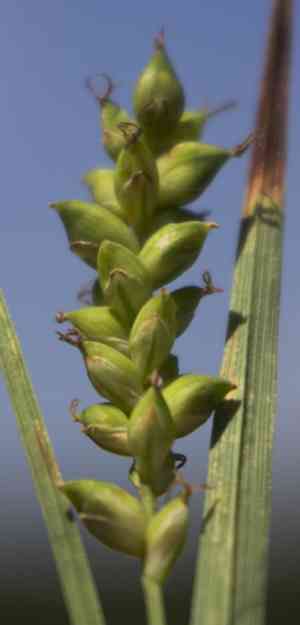 Rigid sedge(Carex tetanica)