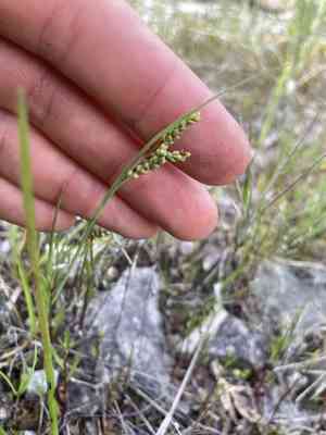 Rigid sedge(Carex tetanica)