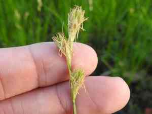 Britton's sedge(Carex tetrastachya)
