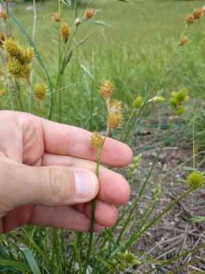 Britton's sedge(Carex tetrastachya)