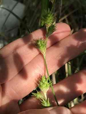 Britton's sedge(Carex tetrastachya)