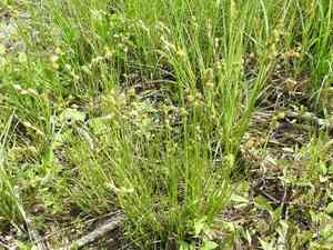 Britton's sedge(Carex tetrastachya)