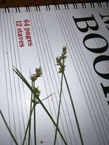 Texas sedge(Carex texensis)