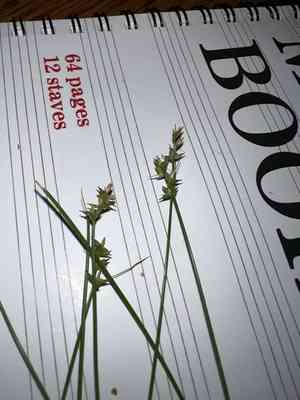 Texas sedge(Carex texensis)