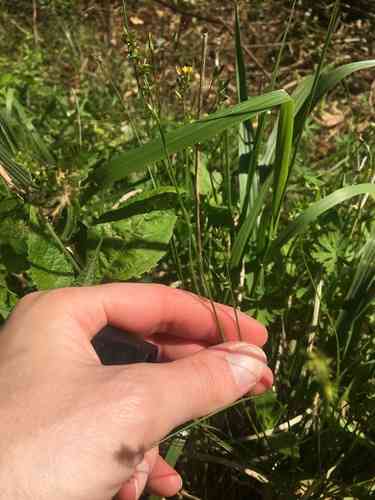 Texas sedge(Carex texensis)