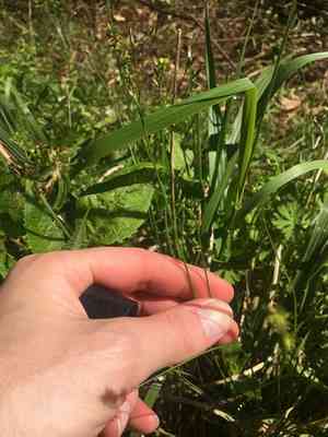 Texas sedge(Carex texensis)