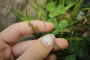 Texas sedge(Carex texensis)