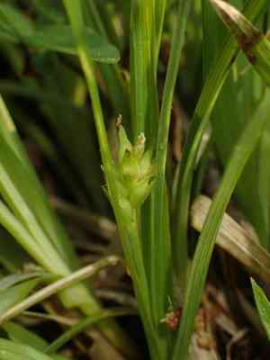 Shaved sedge(Carex tonsa)