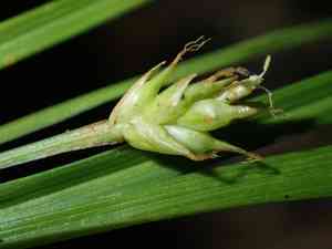 Shaved sedge(Carex tonsa)