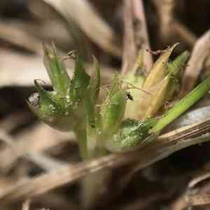 Shaved sedge(Carex tonsa)