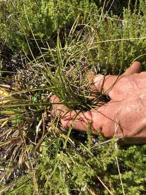 Shaved sedge(Carex tonsa)