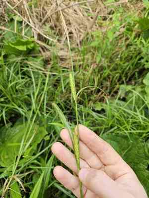 Hairy-fruit sedge(Carex trichocarpa)
