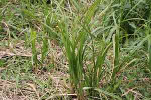 Hairy-fruit sedge(Carex trichocarpa)