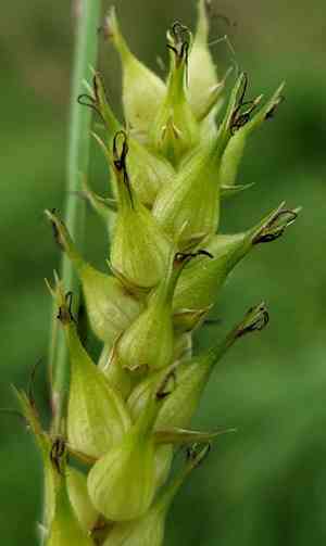 Hairy-fruit sedge(Carex trichocarpa)