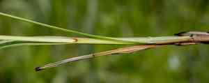 Hairy-fruit sedge(Carex trichocarpa)