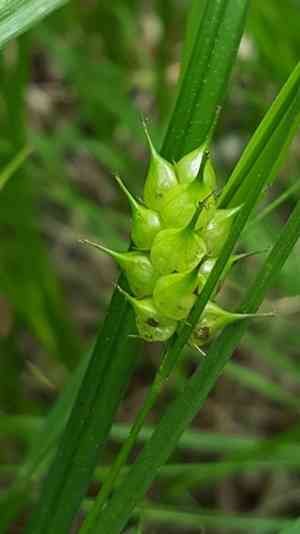 Tuckerman's sedge(Carex tuckermanii)