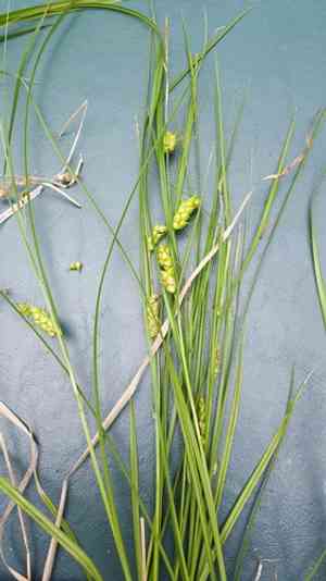 Tuckerman's sedge(Carex tuckermanii)