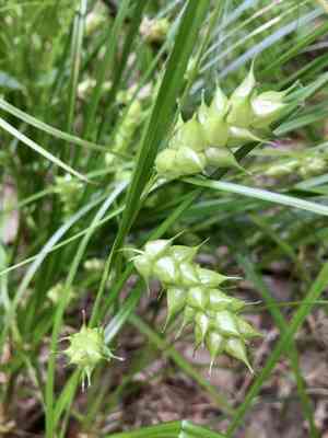 Tuckerman's sedge(Carex tuckermanii)