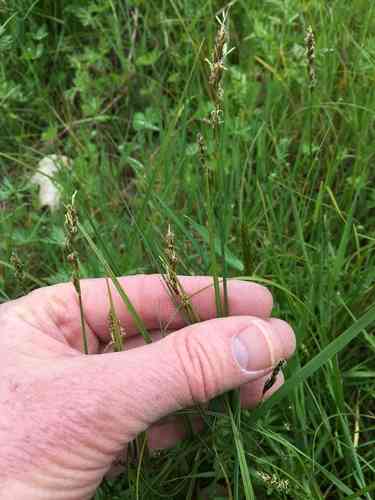 Berkeley sedge(Carex tumulicola)
