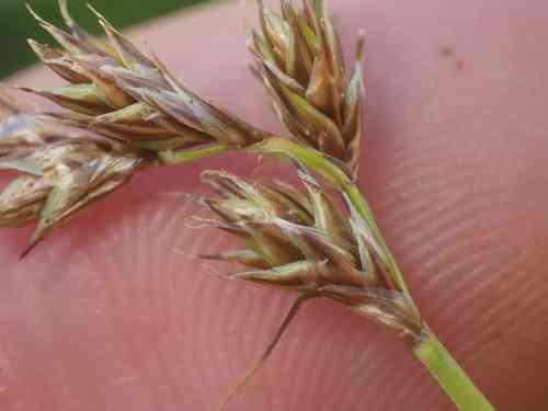 Berkeley sedge(Carex tumulicola)