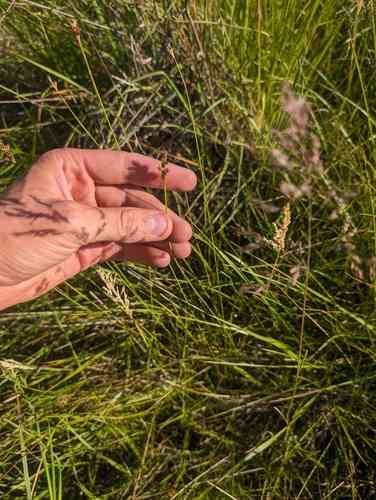 Berkeley sedge(Carex tumulicola)