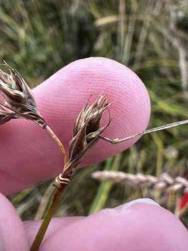 Berkeley sedge(Carex tumulicola)