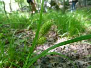 Cattail sedge(Carex typhina)